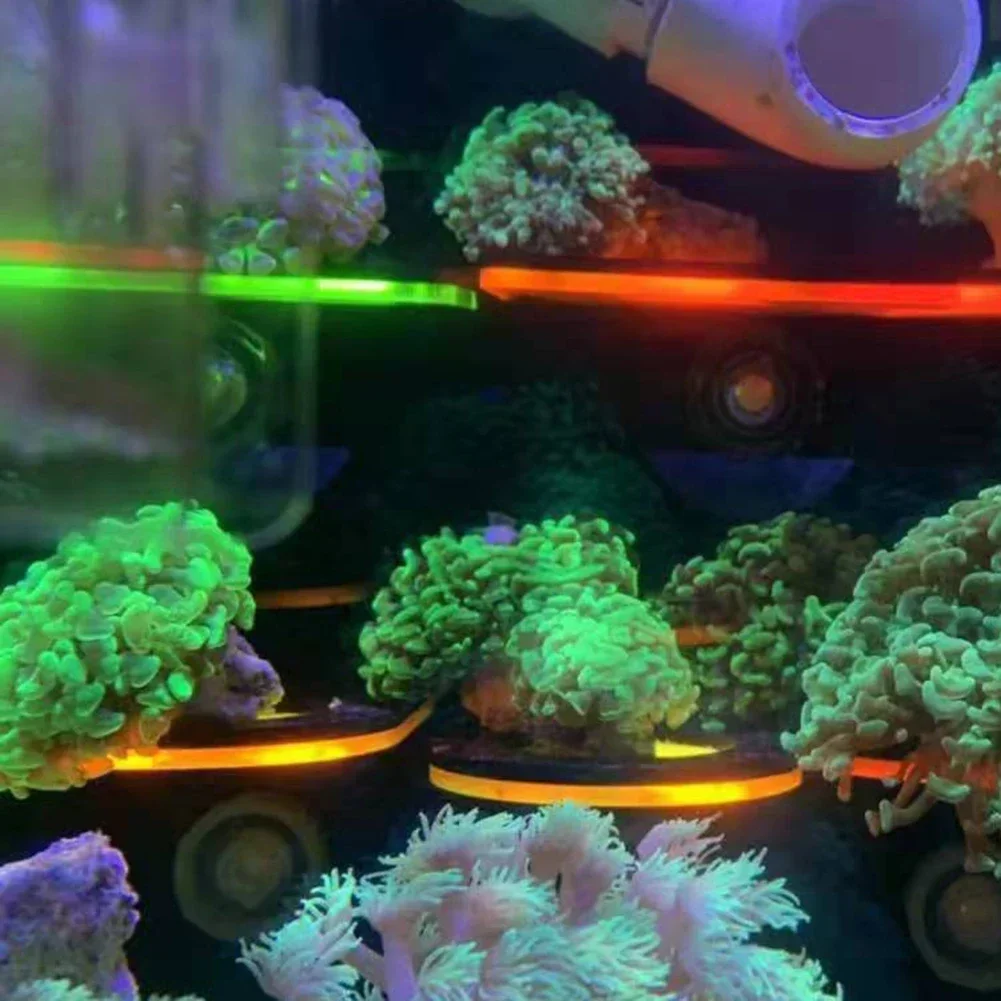 Staffe per corallo fluorescent - Marine Aquarium Tanks recensione e prezzo
